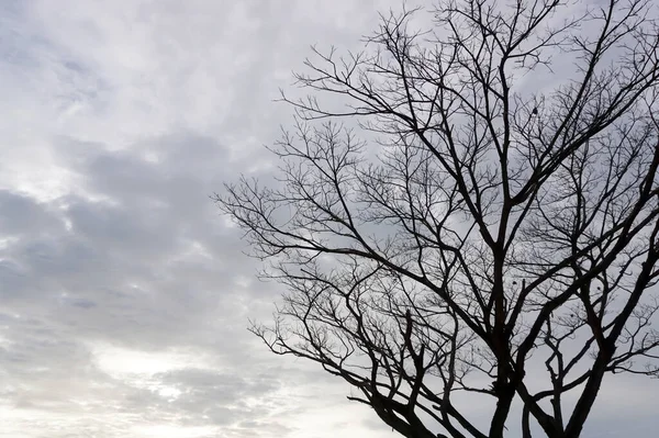 Silhouette Leafless Tree Cloudy Sky Background — 图库照片