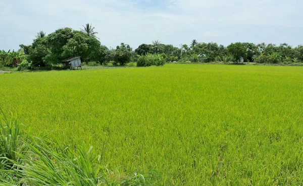 Rice Field Countryside Agriculture Background — Fotografia de Stock