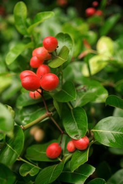 Pink fruit at tree, Karonda fruit