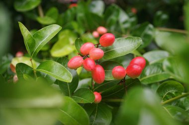 Pink fruit at tree, Karonda fruit
