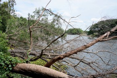 Dried tree beside lake, Nature background