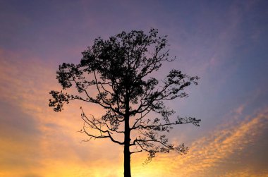 Silhouette tree with dramatic sky background