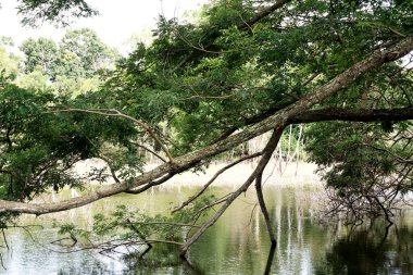 Nice tree beside lake , Nice landscape