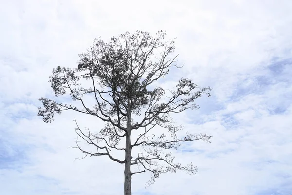 Big tree with cloudy sky background