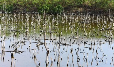 Yapraksız ağaç gövdeleri bataklıkta duruyor, çevre arka planında.