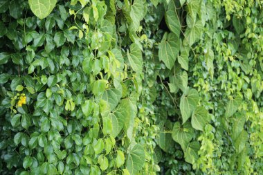 Vertical garden background, Nice leaf and plant texture background