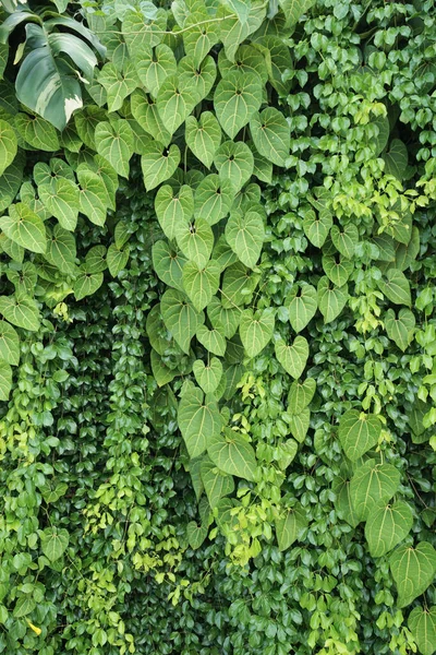 Vertical Garden Background Nice Leaf Plant Texture Background —  Fotos de Stock