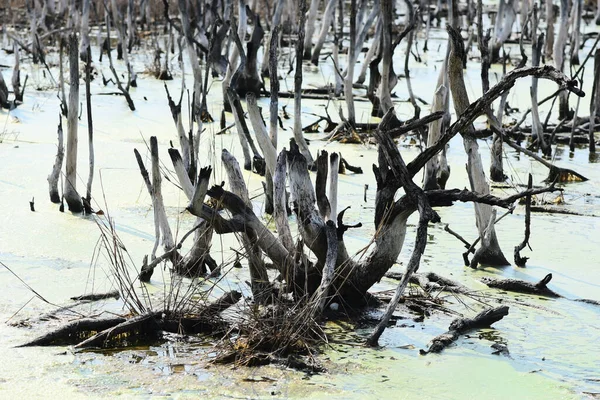 Troncos Abedules Muertos Sin Hojas Pantano Fondo Ambiental —  Fotos de Stock