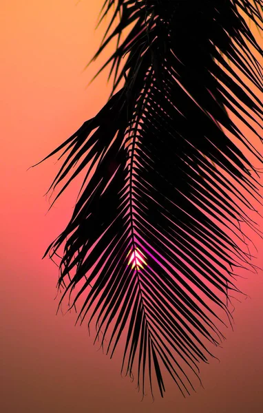 Silhouette Einer Palme Mit Sonnenuntergang — Stockfoto