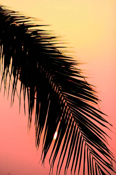 Silhouette Palma Con Cielo Tramonto — Foto Stock