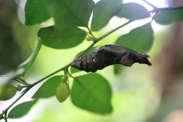 叶上的褐色茧 昆虫背景 — 图库照片