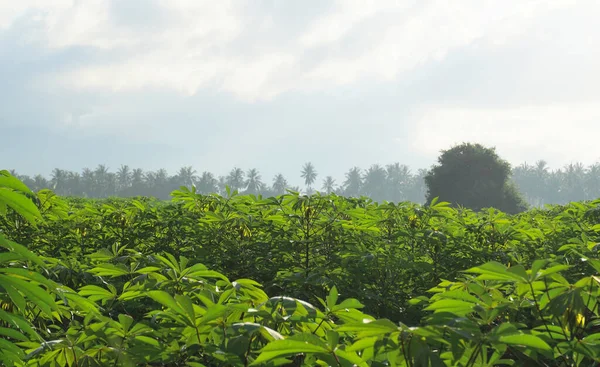 Cassava Copac Fermă Cerul Dimineață Fundal — Fotografie, imagine de stoc