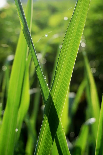 Freshness Background Rain Drops Lawn Morning Light — 图库照片