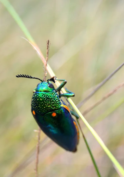 Jewel Beetle Climbing Grass Close Shot — Stock Photo, Image