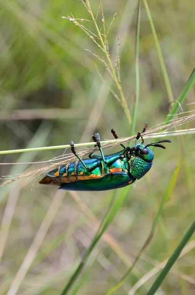 宝石甲虫爬草 近距离射击 — 图库照片