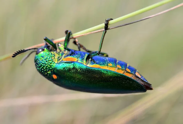 宝石甲虫爬草 近距离射击 — 图库照片