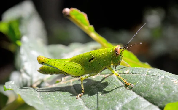 Close Shot Grasshopper Green Leaf — Stock Photo, Image