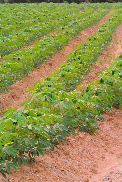 Cassava Granja Árboles Tailandia Fondo Agrícola —  Fotos de Stock