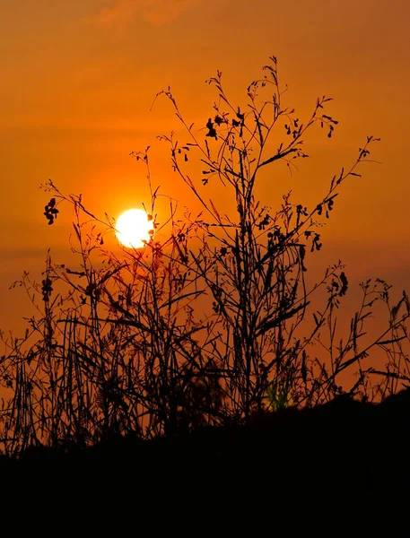 Silhueta Planta Com Pôr Sol Fundo Céu Fundo Natureza — Fotografia de Stock