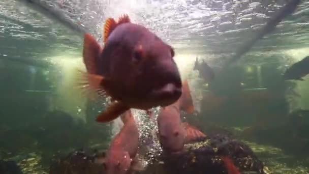 Риба Групи Акваріумі Ручний Постріл — стокове відео