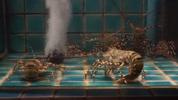 Spiny Lobster Fish Tank — Stock Video