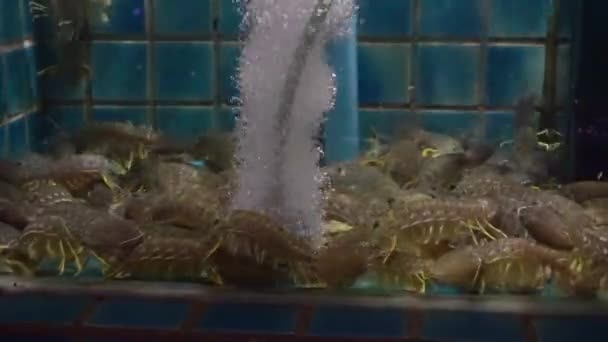 Gamberetti Mantis Con Bolla Ossigeno Vasca — Video Stock