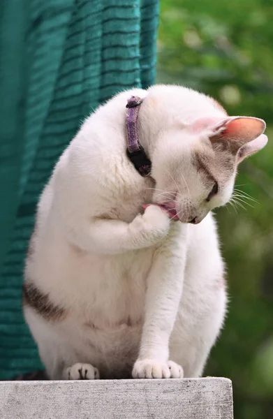 Tlustá Kočka Olizuje Sama Sebe — Stock fotografie