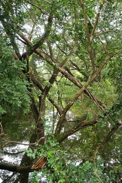 Foresta Inondazioni Disastro Naturale — Foto Stock