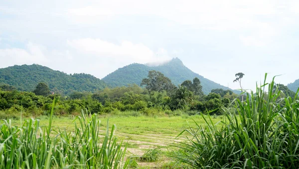 Paisagem Fundo Montanha Nuvens Plantas Primeiro Plano — Fotografia de Stock