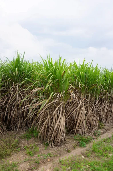 Sugar Cane Farm Agriculture Background — Stock Photo, Image