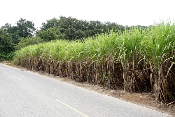 Fazenda Cana Açúcar Lado Estrada Fundo Agrícola — Fotografia de Stock