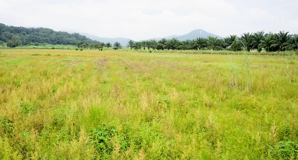 Campo Plantas Con Fondo Montaña Paisaje —  Fotos de Stock