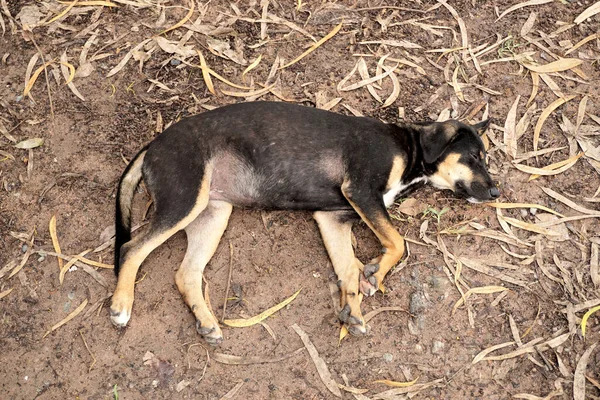 Stray Dog Sleep Ground — Stock Photo, Image