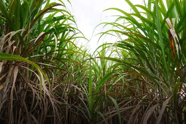 Cukornád Növény Növekedése Fejünk Felett Mezőgazdasági Háttér — Stock Fotó