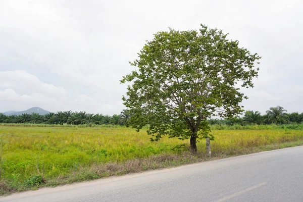 道路脇に植物畑を背景に木 — ストック写真