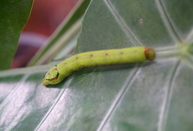 Yeşil yaprağın üzerinde Kobra Tırtılları, yakın çekim