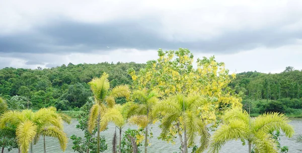Palm Boom Bij Het Meer Met Wolken Achtergrond — Stockfoto