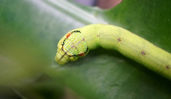 Cobra Caterpillar Green Leaf Close Shot — Stock Photo, Image