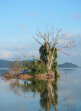Adada gölün arka planında yeşil bitkisi olan kurumuş ağaç