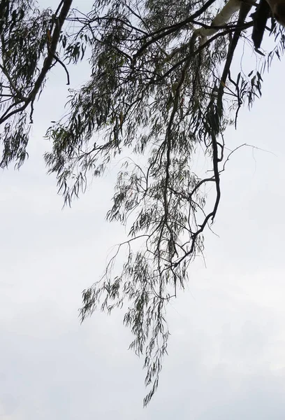 Silhouette Von Baumkronen Mit Weißem Himmel Natur Hintergrund — Stockfoto