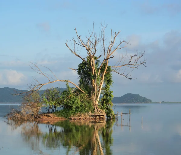 Arbre Séché Avec Plante Verte Sur Île Avec Fond Lac — Photo