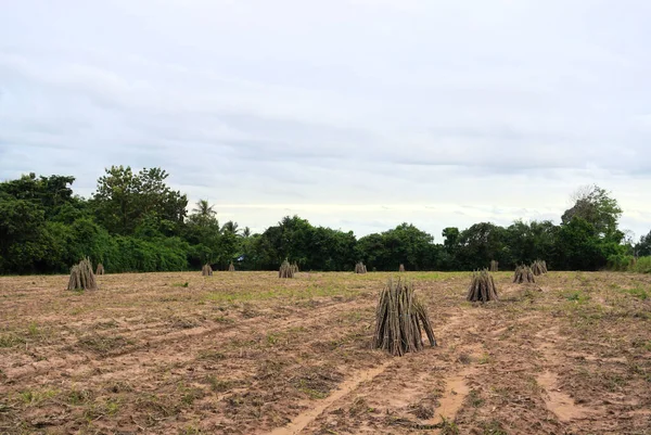 農場でのキャッサバの植林地の準備 — ストック写真