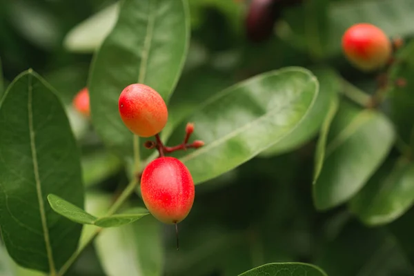 Flor Fruta Karanda Árvore — Fotografia de Stock