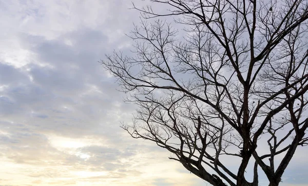 落日的天空和云彩背景下的无叶树木轮廓 — 图库照片