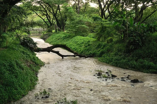 Água Marrom Fluxo Após Chuva Com Fundo Verde Floresta — Fotografia de Stock