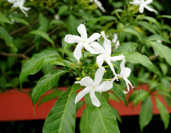 Ervatamia Vagy Gardenia Fehér Virágok Virágzik Kertben — Stock Fotó
