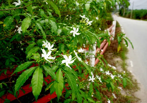 Ervatamia Gardenia Fiori Bianchi Fioritura Giardino — Foto Stock