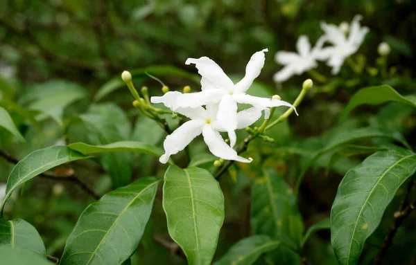 Ervatamia Gardenia Witte Bloemen Bloeien Tuin — Stockfoto