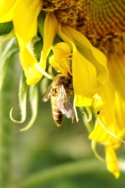 Altın başlı yengeç örümceği ya da Thomisus Onustus sarı ayçiçeğinde, doğa avcısı böcek 