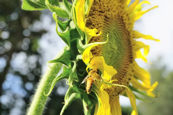 Goudstaafkrab Spin Thomisus Onustus Bij Gele Zonnebloem Natuur Jager Insect — Stockfoto